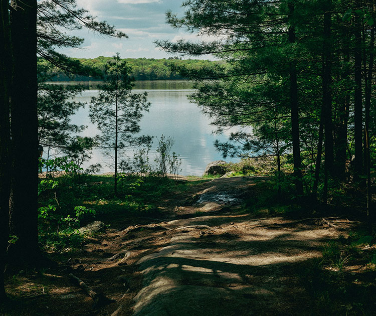 Woods